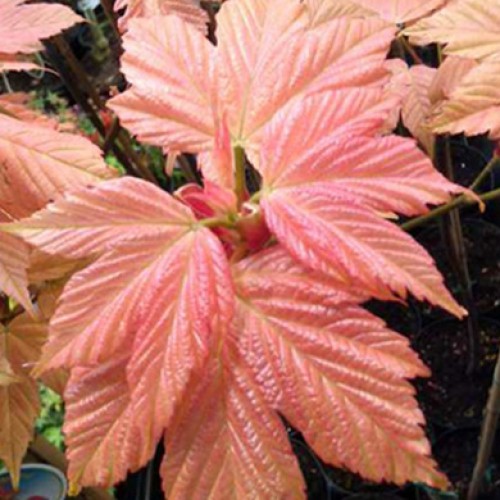 Pot Grown Acer pseudoplatanus Brilliantissimum Tree | ScotPlants Direct